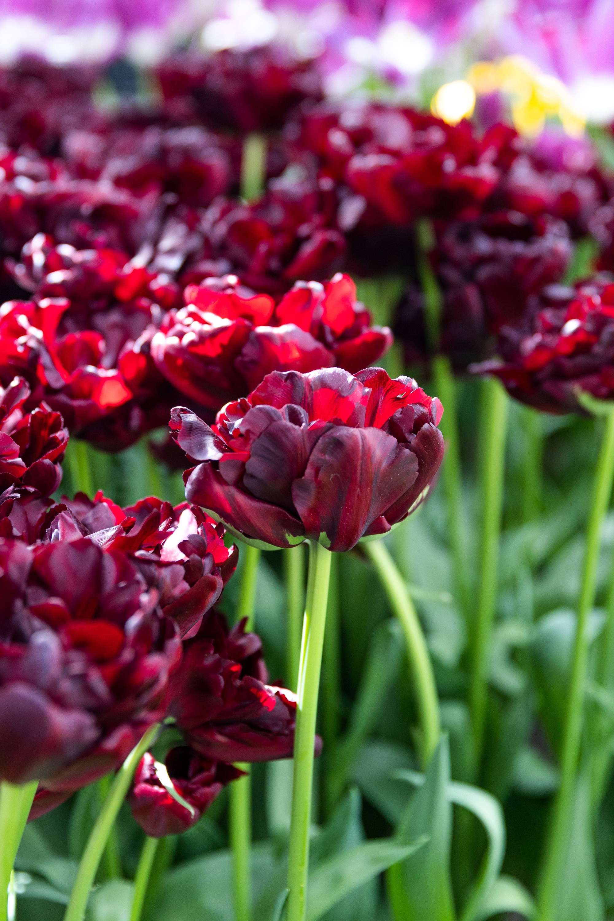 Tulpe 'Palmyra'
